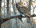 VIVA™ DIY Painting By Numbers -Owl (16"x20" / 40x50cm) - VIVA Paint-by-Numbers